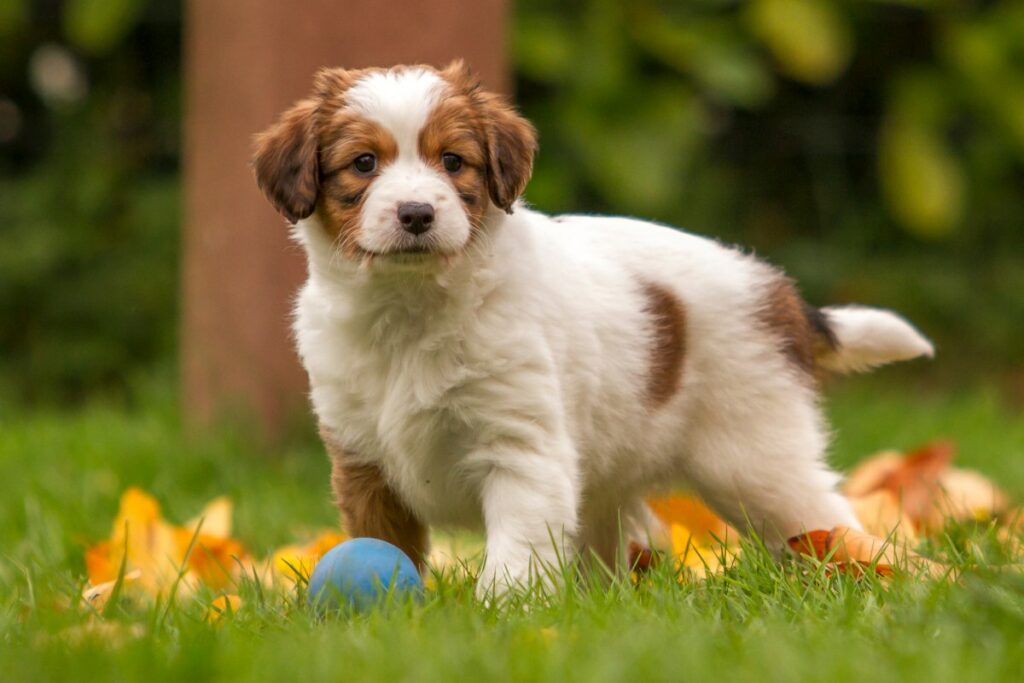 kooikerhondje