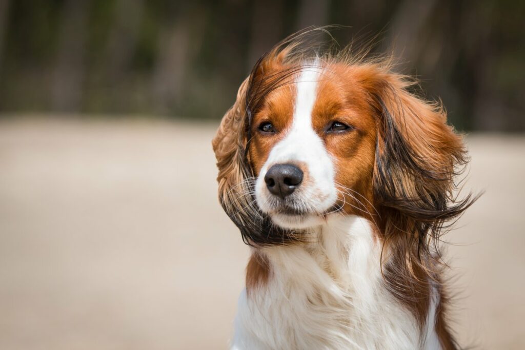 kooikerhondje