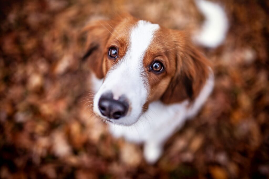 kooikerhondje