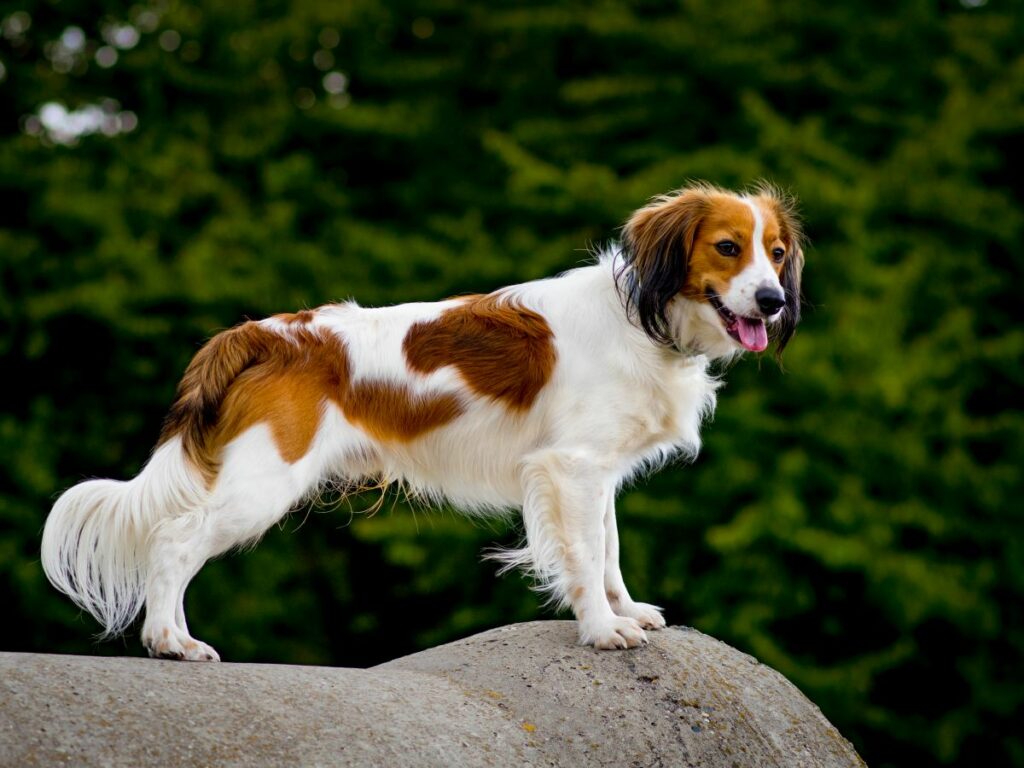kooikerhondje