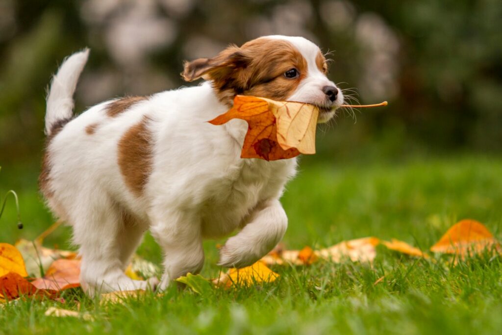 kooikerhondje
