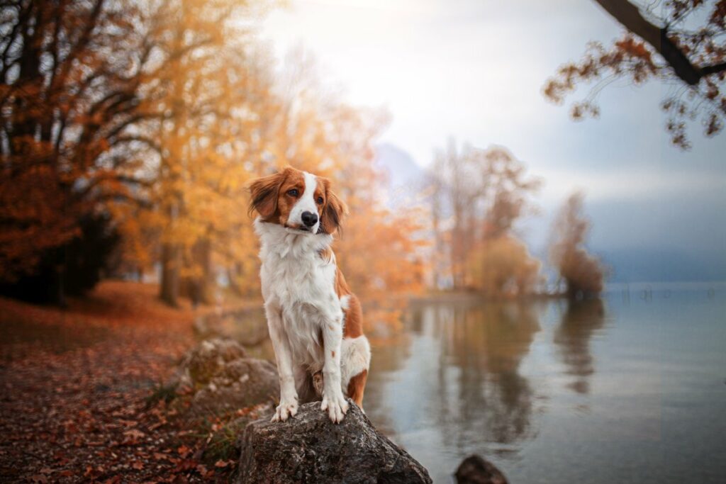 kooikerhondje
