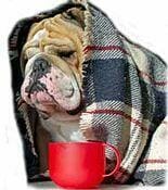 Magen- Darm Diät für Hunde