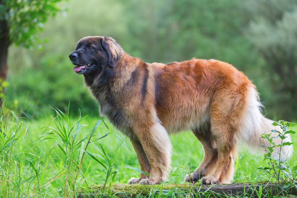 leonberger