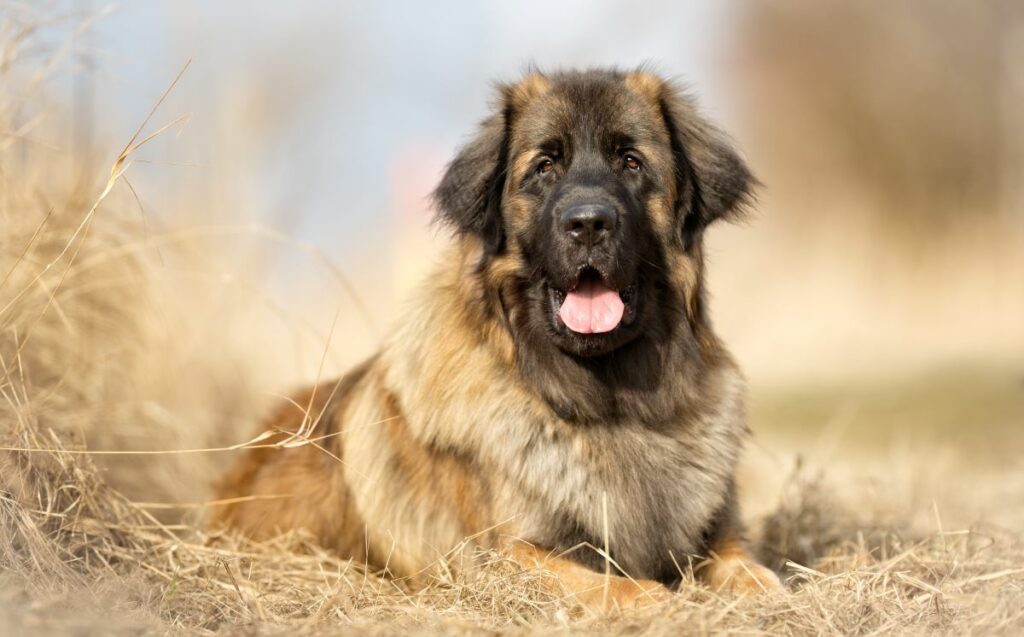 leonberger