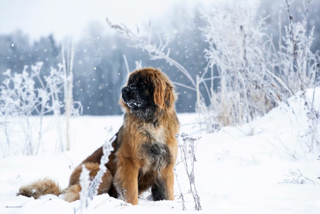 leonberger