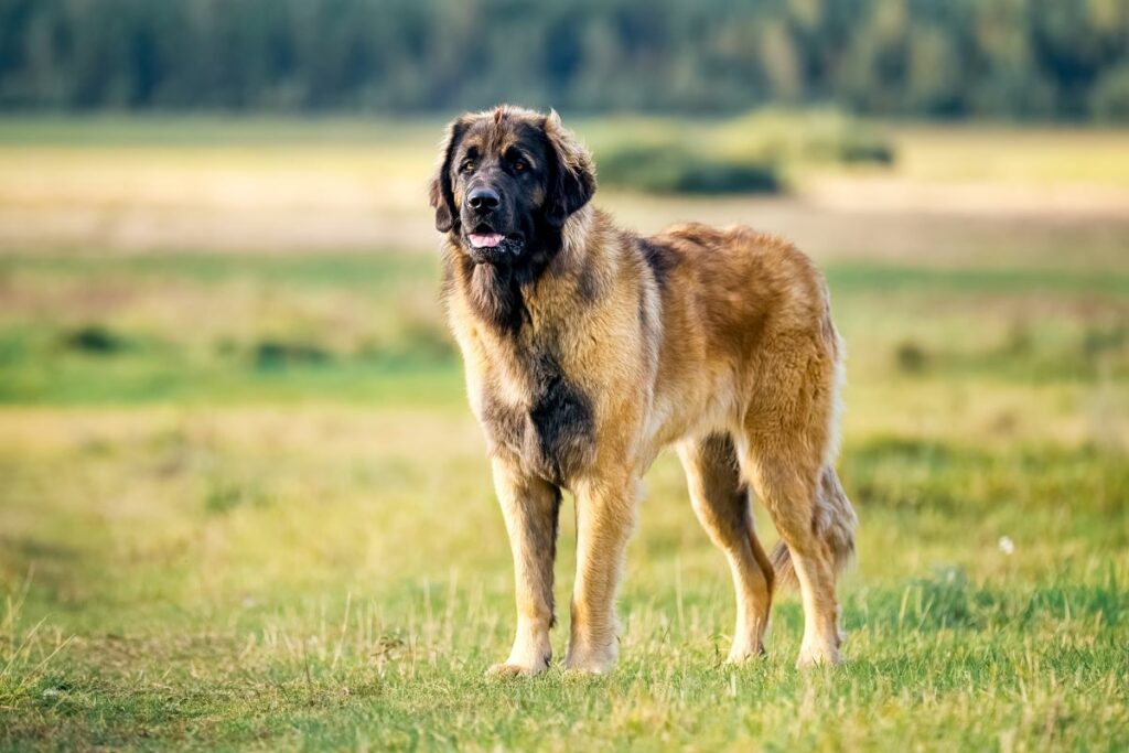 leonberger