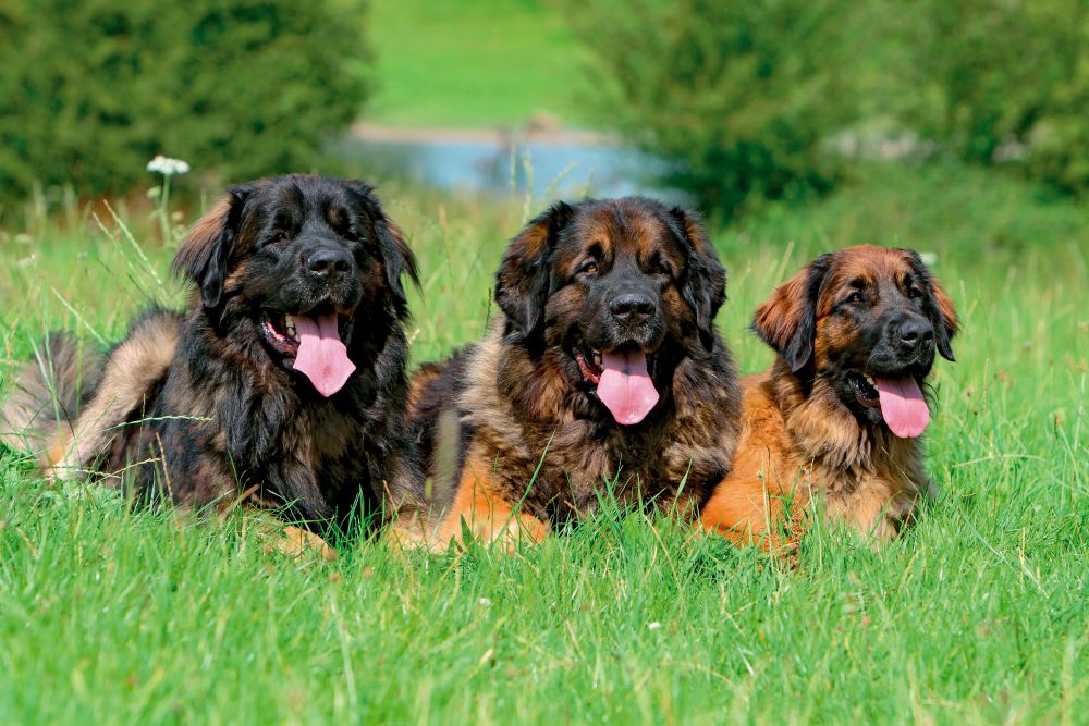 leonberger