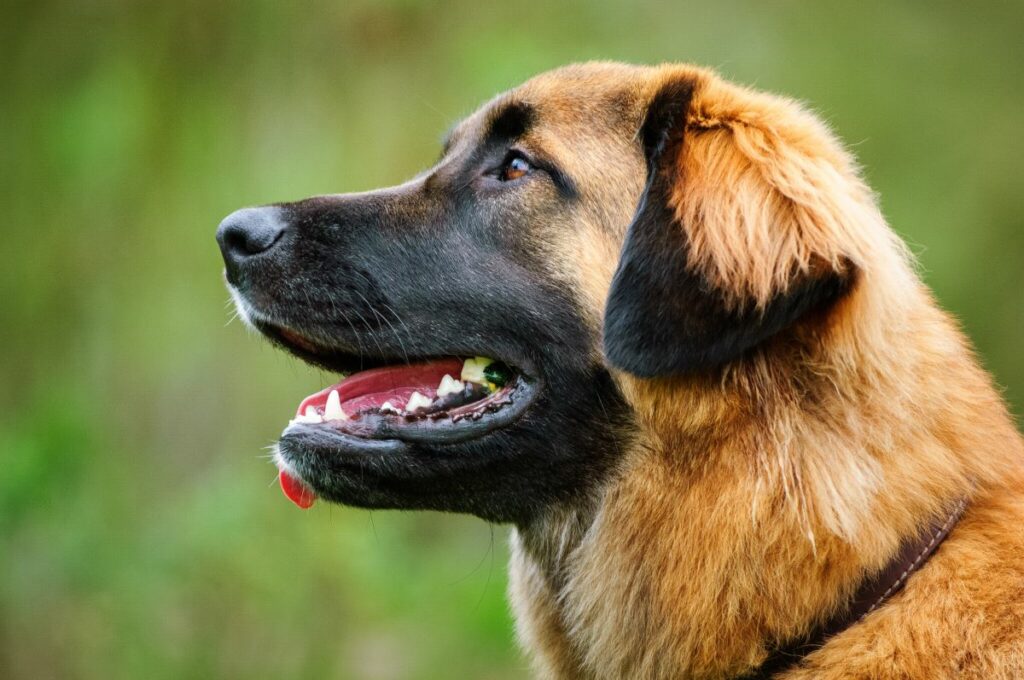leonberger