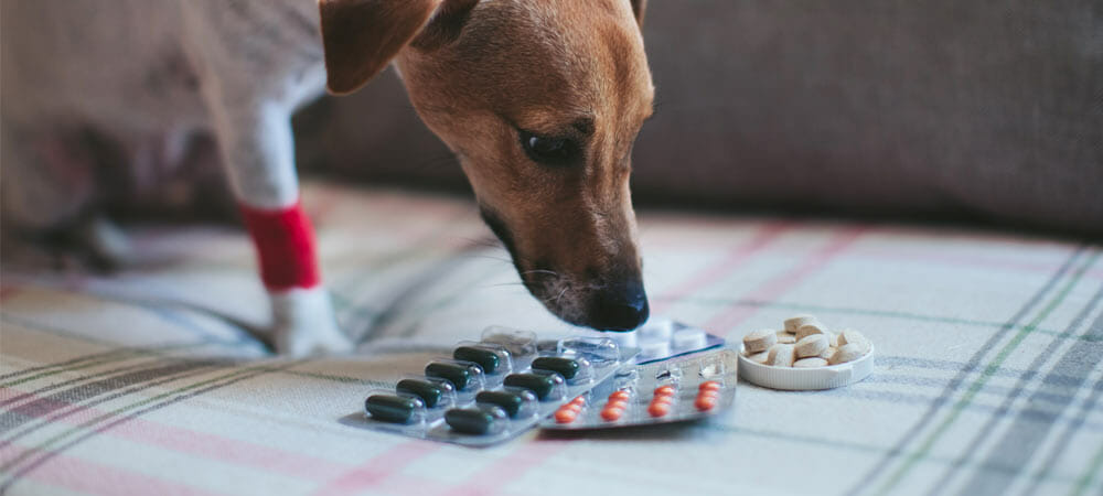 Große Liste der für Hunde giftige Medikamente auf dem Hundeinfoportal.de
