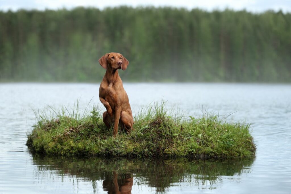 magyar vizsla