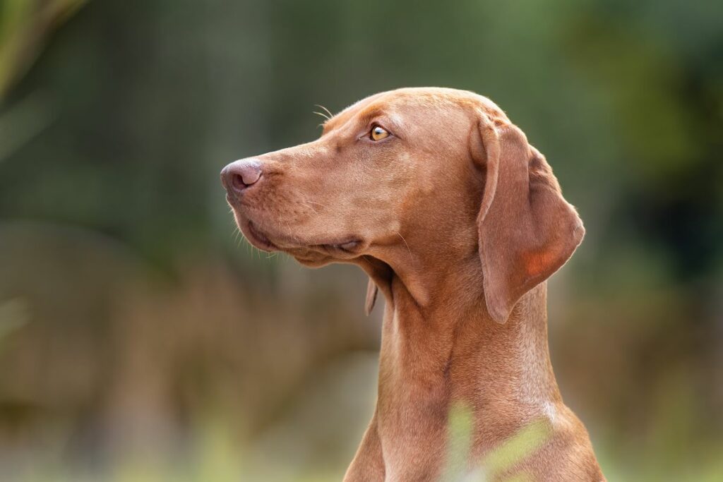 magyar vizsla