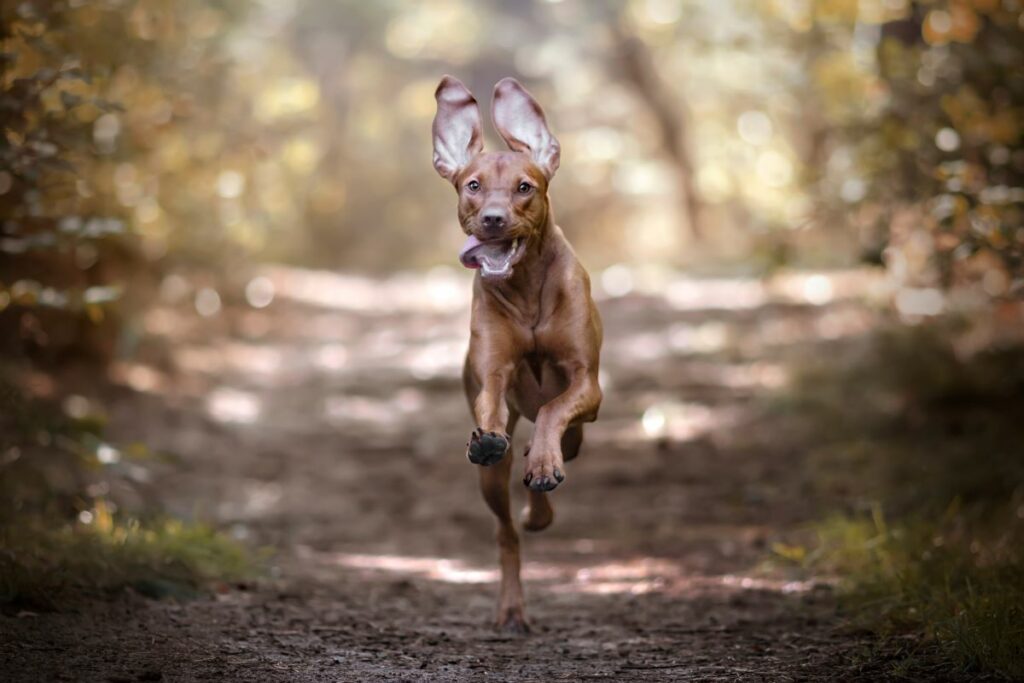 magyar vizsla