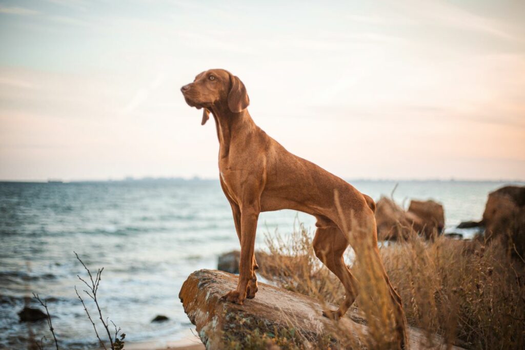 magyar vizsla