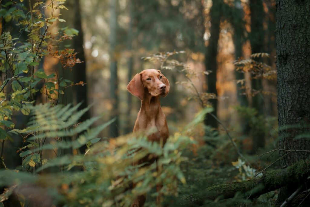 magyar vizsla
