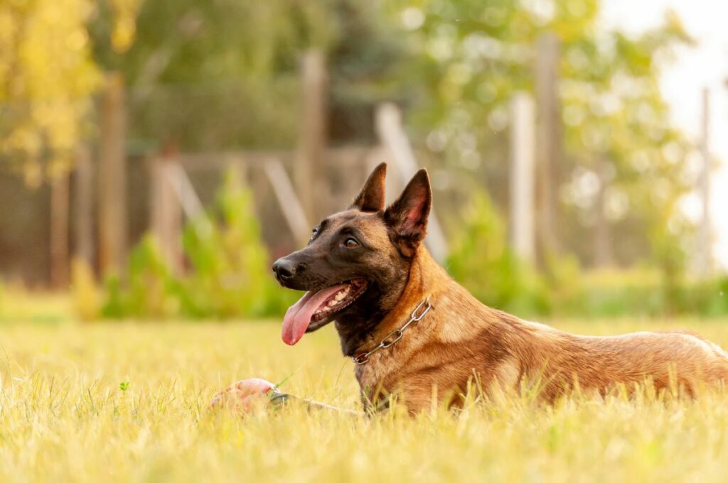 malinois 1 1