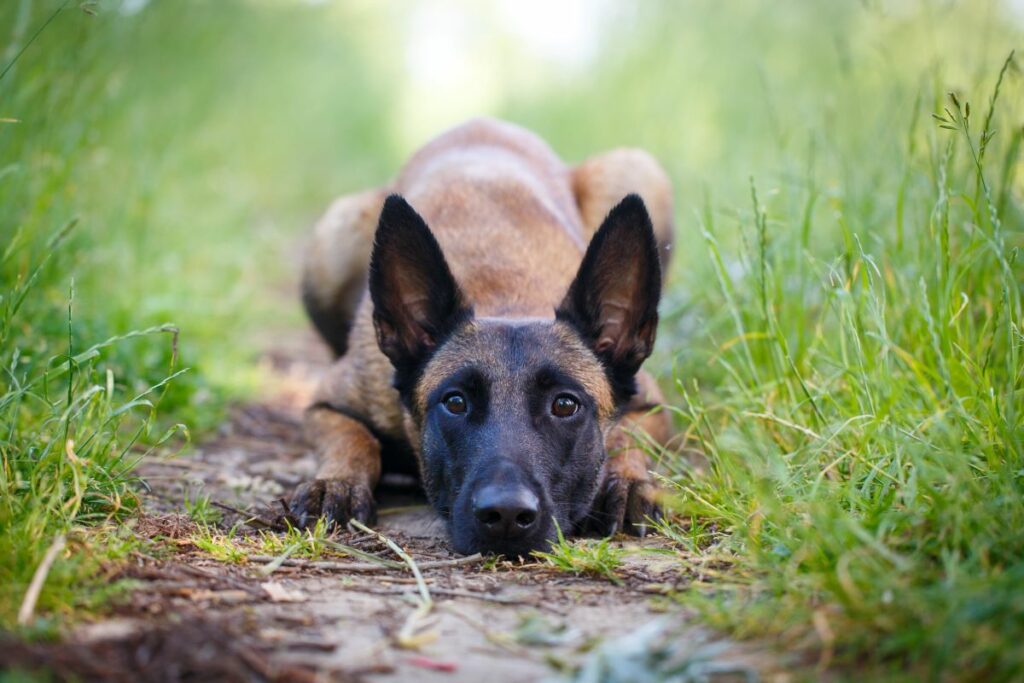 malinois 2 1