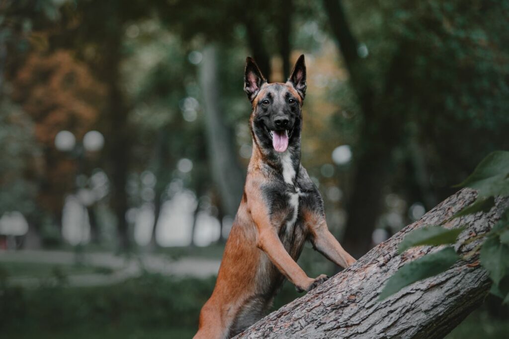 malinois 3 1