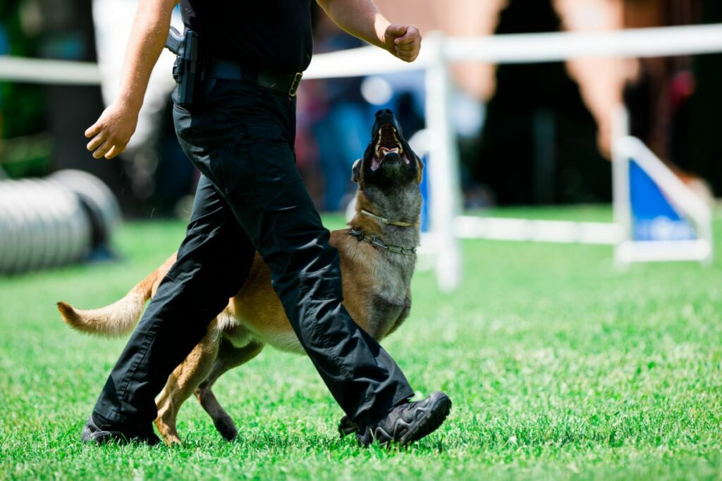 malinois 4 1