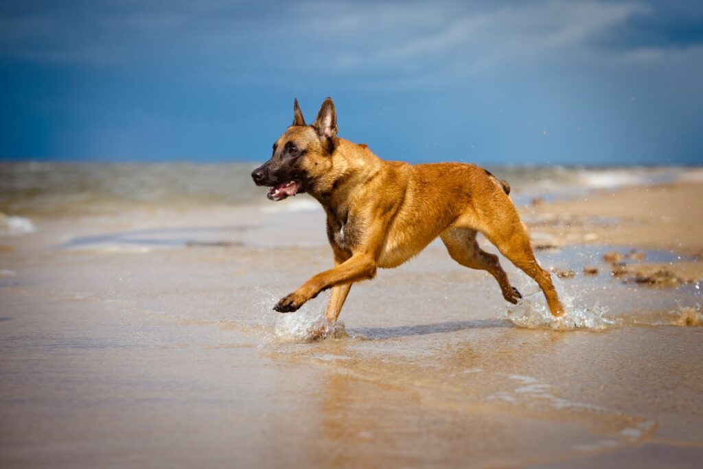 malinois 5 1