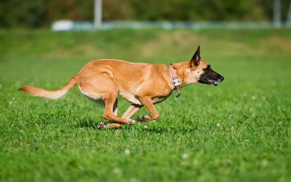 malinois 6 1