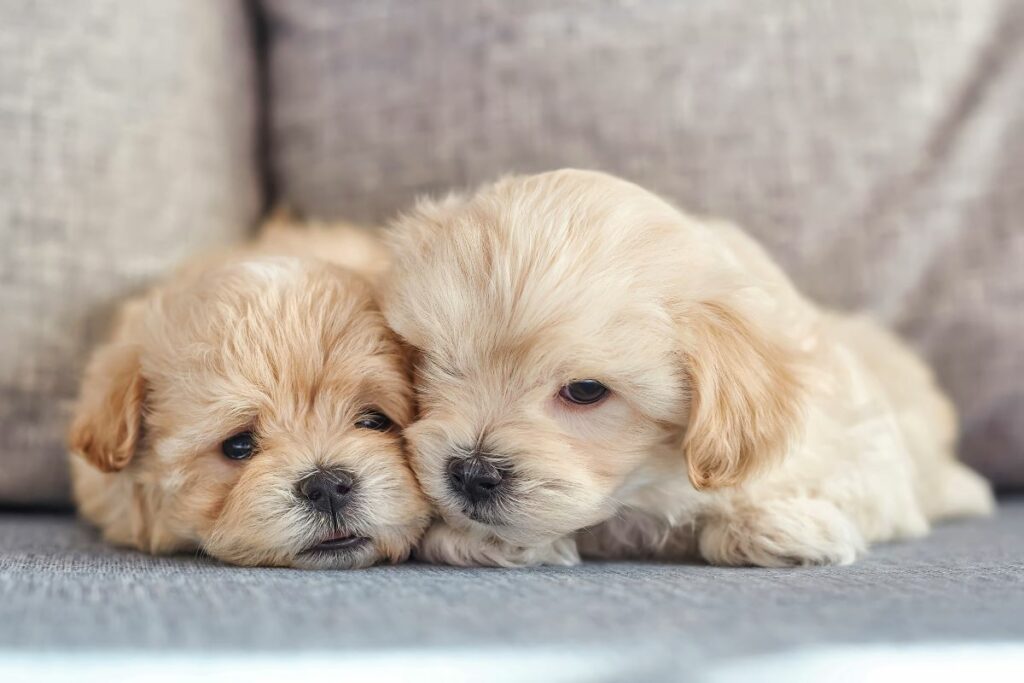 maltipoo 1