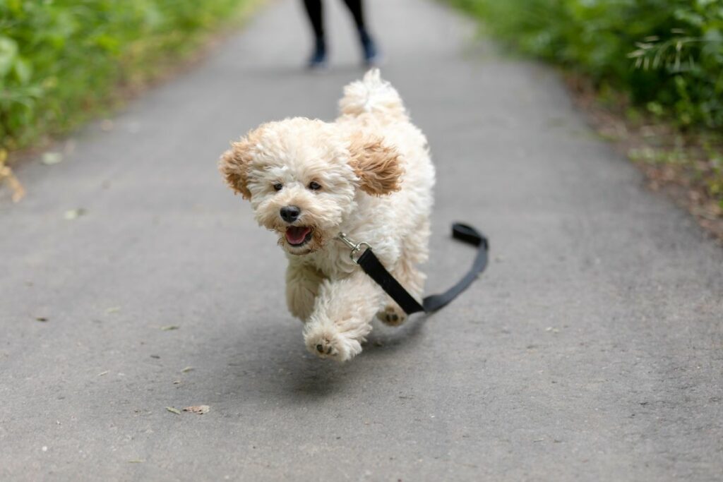 maltipoo 2