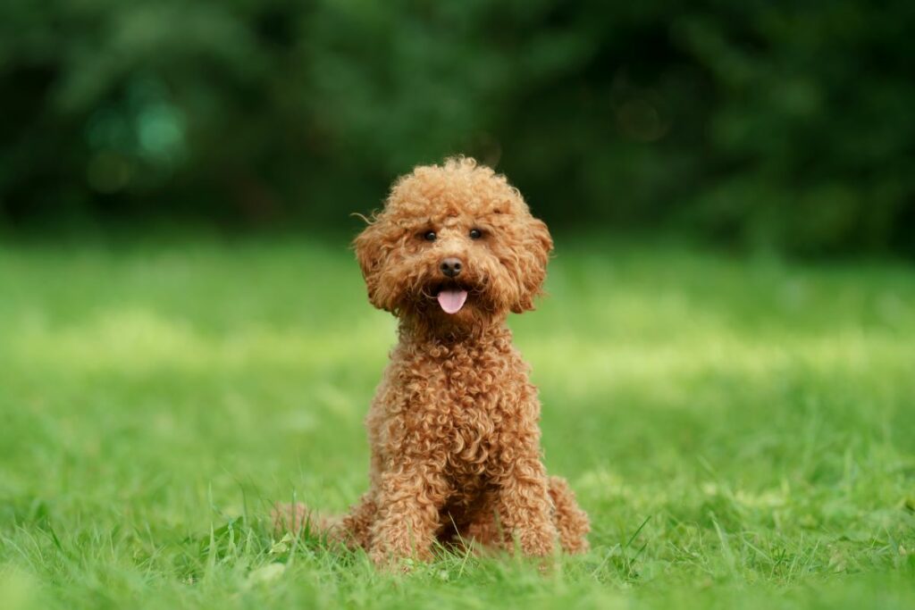 maltipoo 3