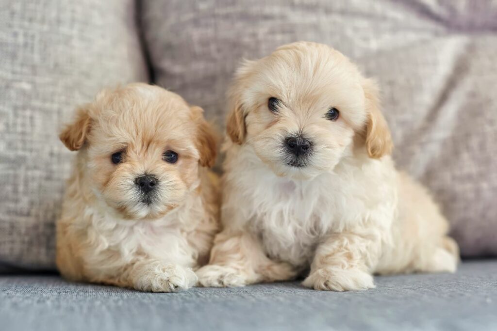 maltipoo 4