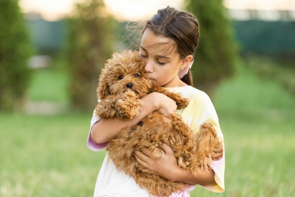 maltipoo 5