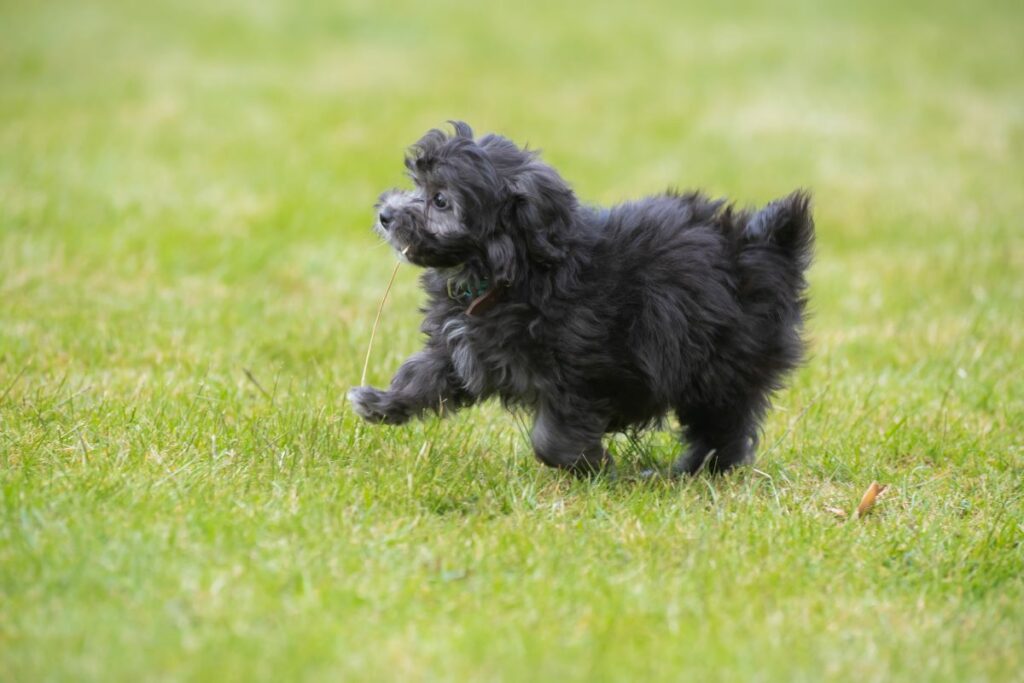 maltipoo 6
