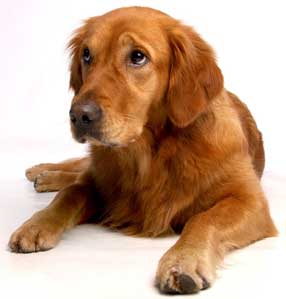 Nährstoffe Hund