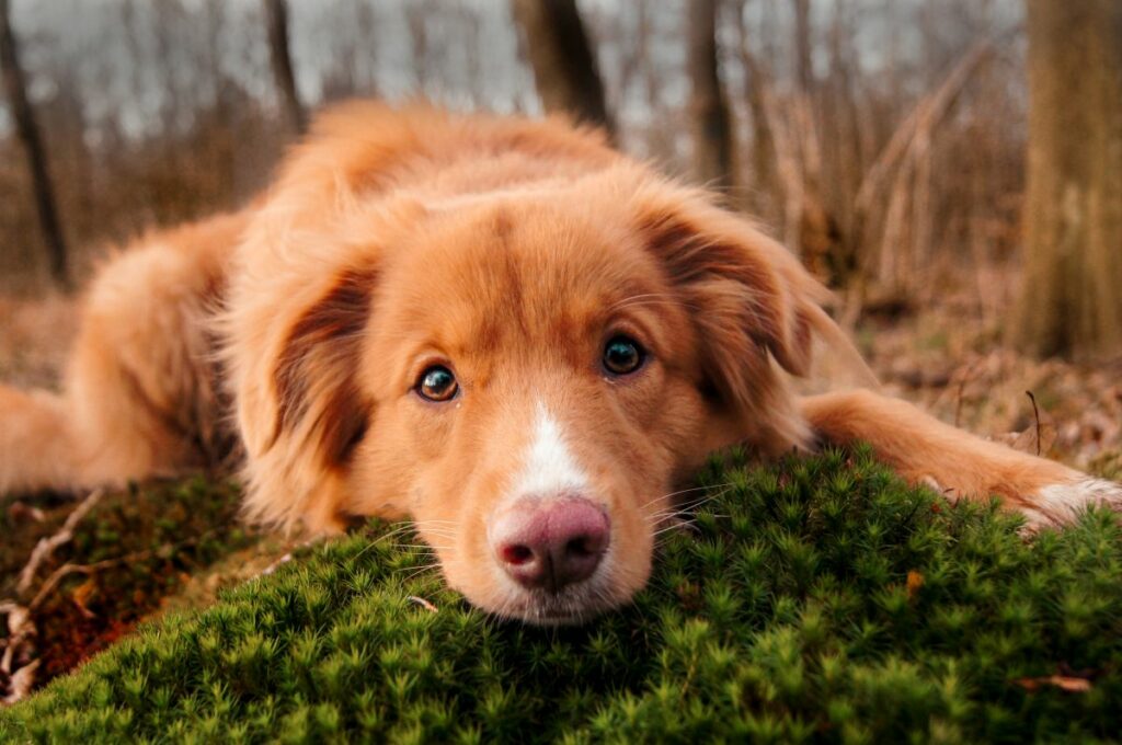 nova scotia duck tolling retriever 1