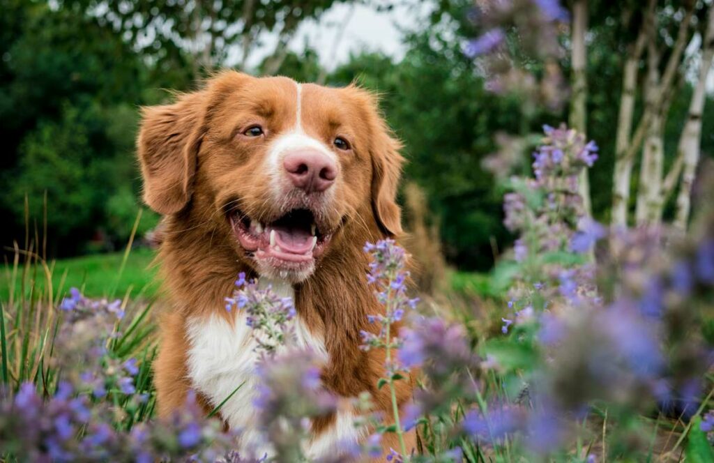 nova scotia duck tolling retriever 2
