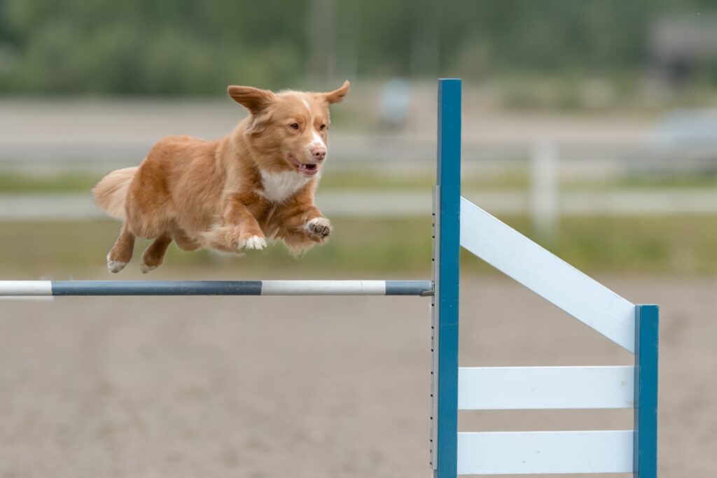 nova scotia duck tolling retriever 4