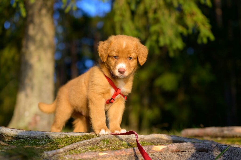 nova scotia duck tolling retriever 5