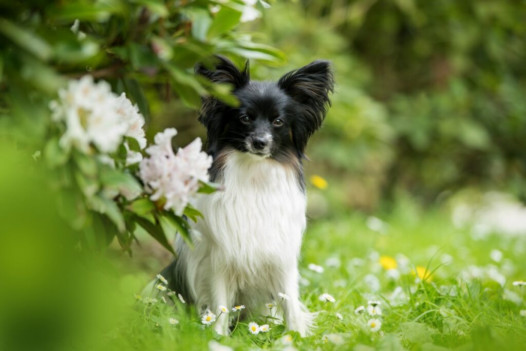 papillon hund