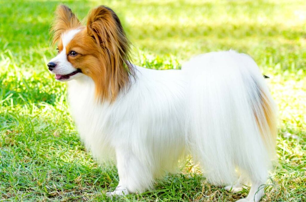 papillon hund