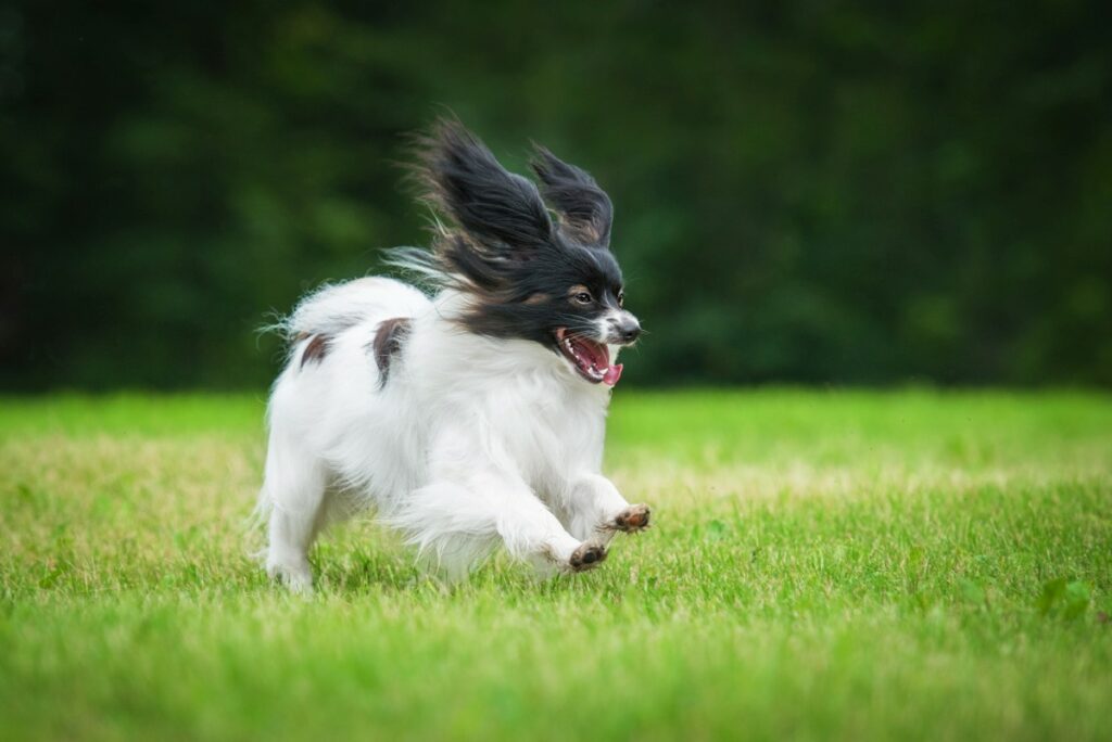 papillon hund