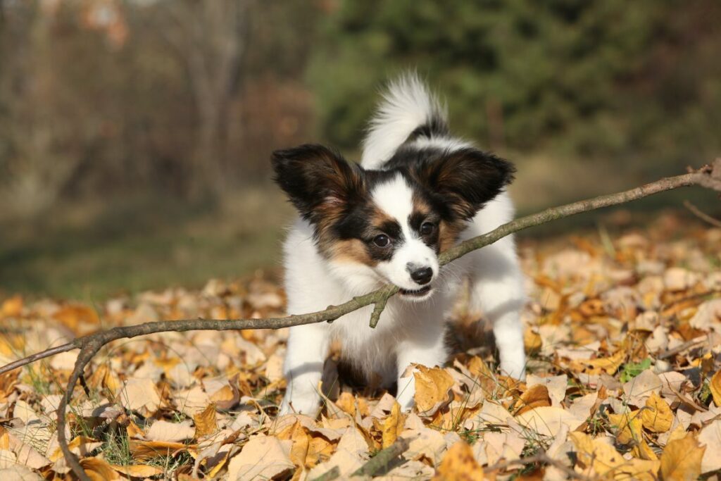 papillon hund