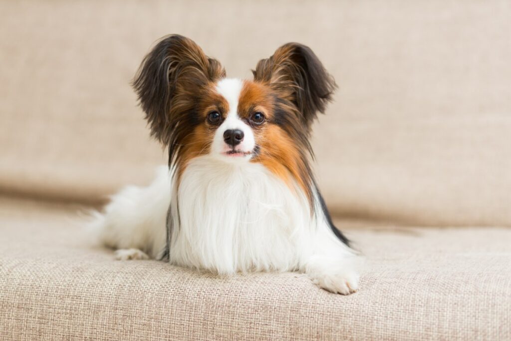 papillon hund