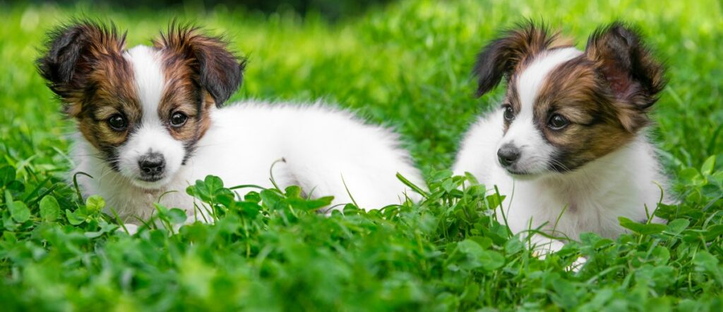 papillon hund