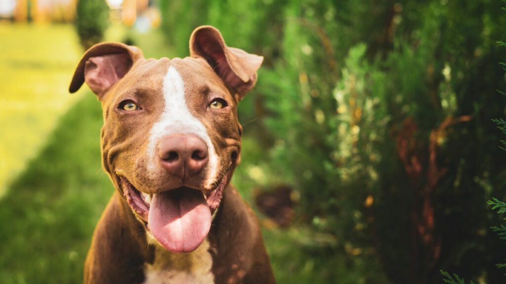 pitbull 1