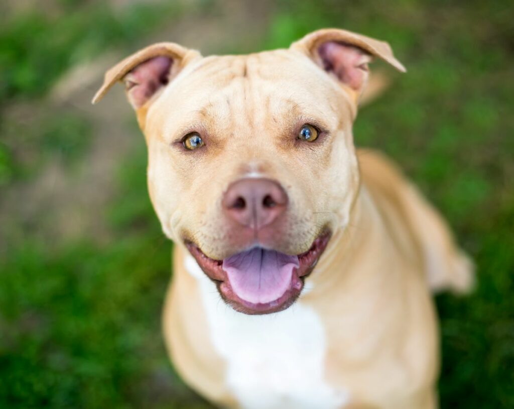 pitbull