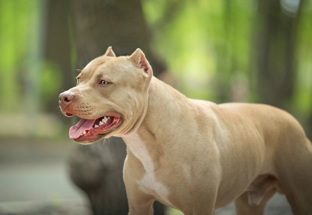 pitbull 2
