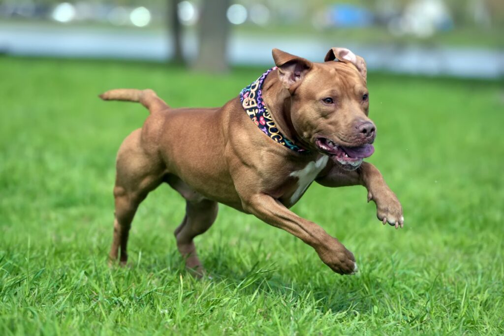 pitbull 3
