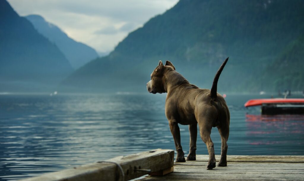 pitbull 4
