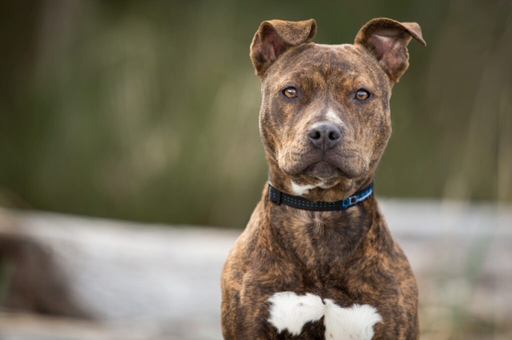 pitbull 5