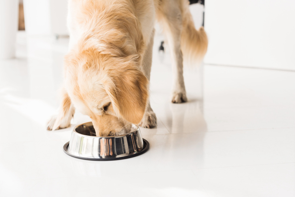 royal canin hypoallergenic hundefutter 1