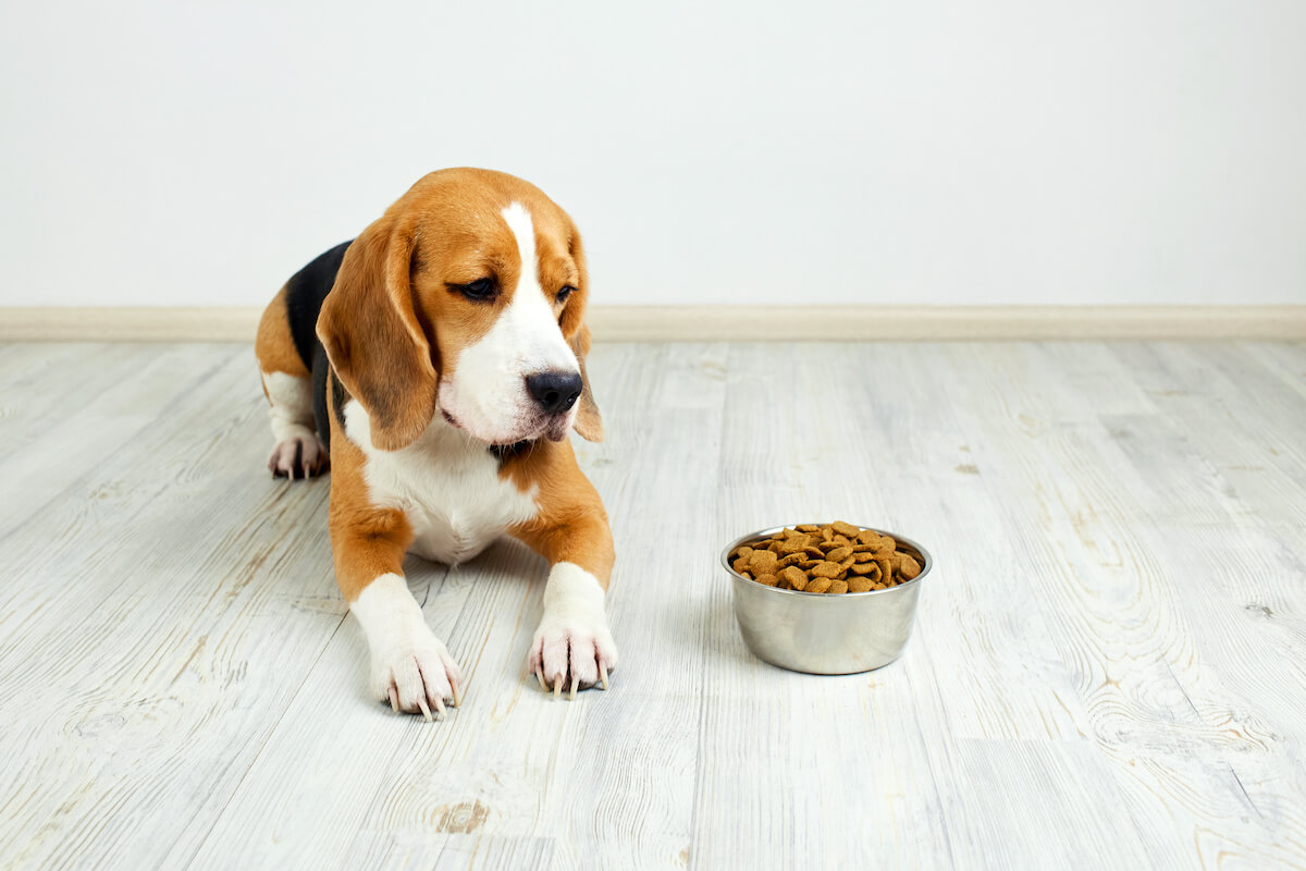 royal canin hypoallergenic hundefutter 4